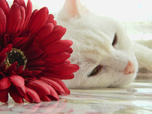 开云体育官方网入口-青训体系缺乏第三方评估保障，青训体系缺乏第三方评估保障怎么办